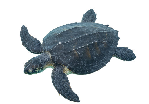 Isolated marine turtle swimming through the ocean waters, reptile, wildlife underwater view