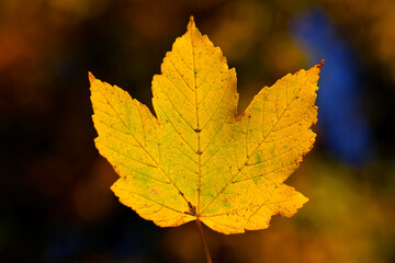 yellow large maple leaf in autumn