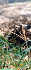 grass on the beach