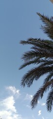 palm tree and blue sky