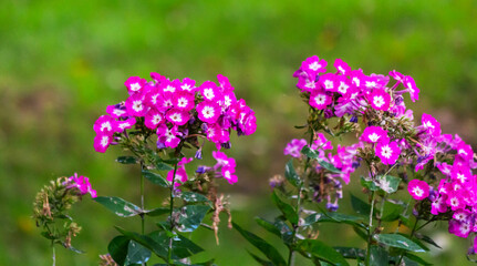 Garden phlox. A flowerbed with blooming maroon and purple garden phlox flowers