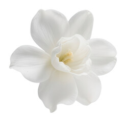 Single White Gardenia Flower Isolated on White Background