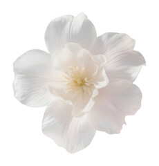 White flower isolated on white background. Purity and Elegance.