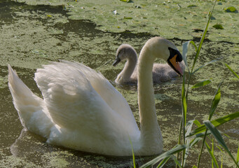 white swan with babies in prospect park lake (pond with baby swans with parents swimming and walking on land) cygnet wildlife photography cute ugly duckling