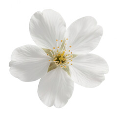 Single White Cherry Blossom Flower Isolated on White
