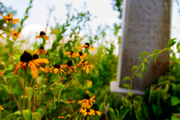 Fototapeta premium Smith Cemetery State Nature Preserve in Summer, Ohio