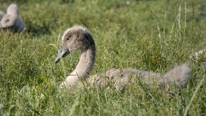 white swan with babies in prospect park lake (pond with baby swans with parents swimming and walking on land) cygnet wildlife photography cute ugly duckling