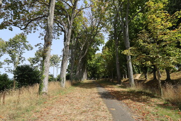 Allée piétonne au milieu de la verdure, ville de Lamballe, département des Côtes d'Armor, Bretagne, France
