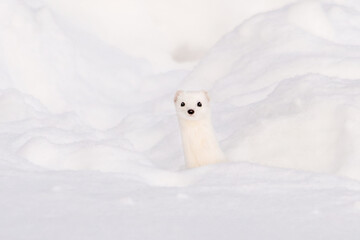 Full-face portrait of a white stoat weasel in snow