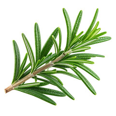 Close-up of a fresh rosemary sprig against a solid black background