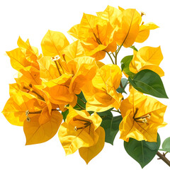 Close-up of vibrant yellow flowers with green leaves on a black background