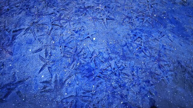 At low tide, countless starfish emerge across the glistening mudflats of Phuket&rsquo;s coastline. Their colorful bodies sparkle beneath the gentle sunlight, 