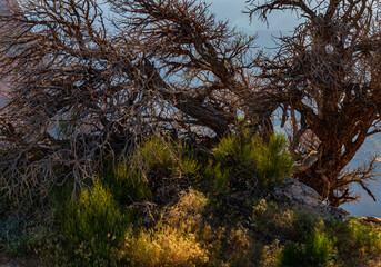 725-02 Wild Tree