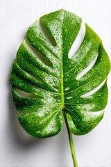 Vibrant green monstera leaf with water droplets resting against a white surface
