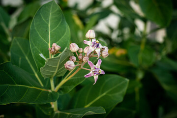 Purple crown flower blooms of Calotropis gigantea with green leaves in natural garden setting.