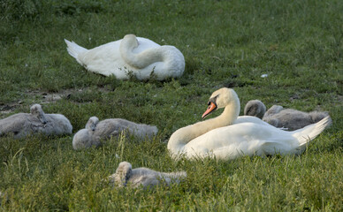 white swan with babies in prospect park lake (pond with baby swans with parents swimming and walking on land) cygnet wildlife photography cute ugly duckling