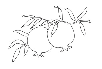 Branch with pomegranates and leaves. Modern single line art drawing. Continuous line drawing. Outline draw design illustration