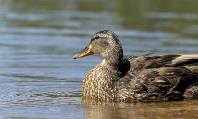 close up of female mallard duck face in pond lake awosting minnewaska state park upstate new york (avian bird animal wildlife photography)