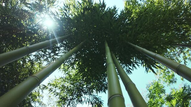 Fast-growing bamboo thickets сoncept, bottom-up view in blue sky background in sunny day, in backlit by sun. The notion of bamboo that exhibits accelerated growth