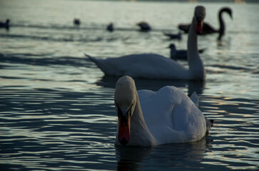 Dramatic Close-up of White Swan Swimming at Sunset on Dark Water © Kurulo