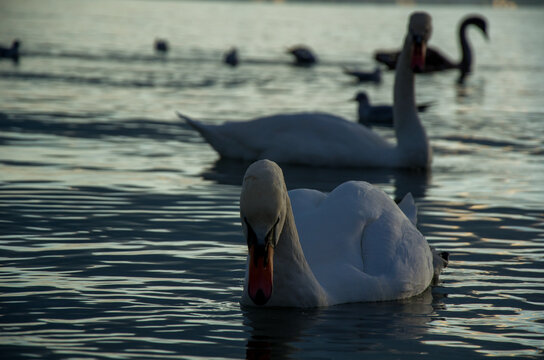 Dramatic Close-up of White Swan Swimming at Sunset on Dark Water