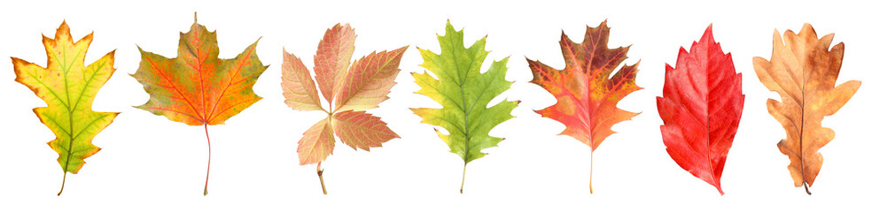 Beautiful autumn leaves isolated on white, set. Fall season