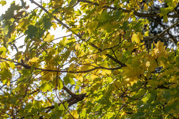 Obraz premium Yellow fall leaves in tree against blue sky