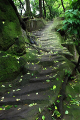 Stone stairs in mountain forest
