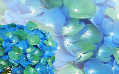 Abstract bacground of  blue hydrangea flower