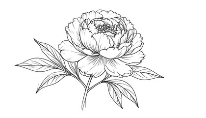 An elegant black and white illustration of a lush peony in full bloom, rendered with delicate lines, and surrounded by detailed leaves