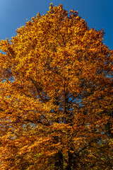 I fantastici colori dell’autunno nei boschi della meravigliosa Valle Pesio © alessandrogiam