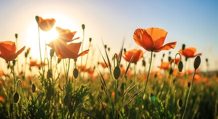 Obraz premium Vibrant orange poppies bloom in a sun drenched field under a clear blue sky