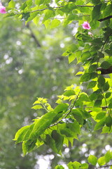 green leaves background