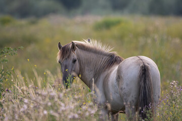 Konik Wildpferde  © Michaela