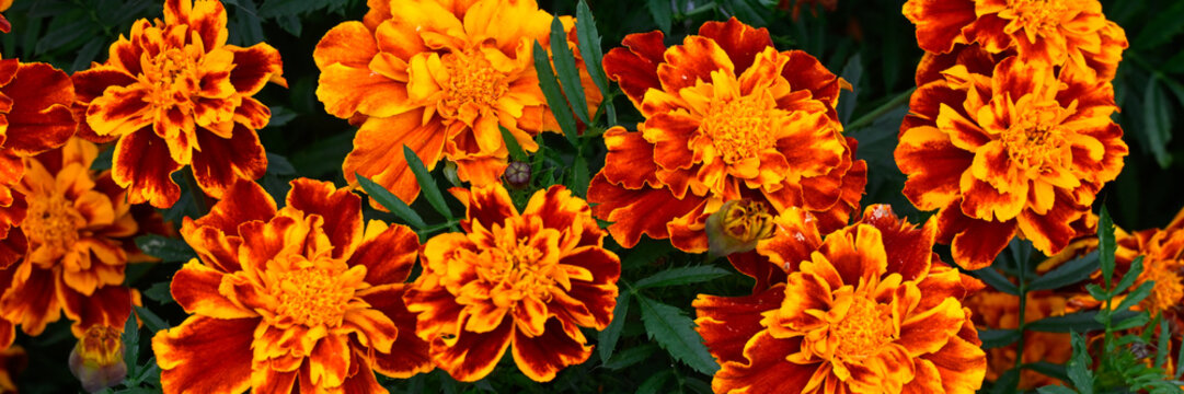 Panorama of flowers of French Marigold (Tagetes patula - unknown variety) in a garden in early autumn