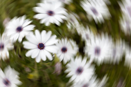 Osteospermum (African daisy) flowers with circular motion blur effect. Abstract floral background. Petals are blurred in radial swirl