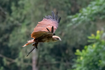 Brahmini kite in flight with open wings, Brahmini kite in flight in the forest