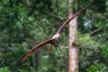 Brahmini kite in flight with open wings, Brahmini kite in flight in the forest