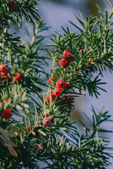 Taxus baccata European yew is conifer shrub with poisonous and bitter red ripened berry fruits, green needles