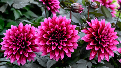 Panorama of flowers of Dahlia Gardenetta 'Velvet Crush' in a garden in early autumn © Chris Lawrence