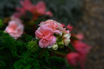 Closeup of flower cluster of Pelgonium 'Rosebud astrid' in a garden in early autumn