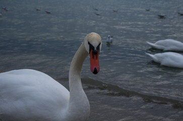 Close-up Portrait of a Mute Swan Staring Directly, with Other Swans in Dark Water