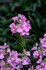 Closeup of flowers of Nemesia 'Melody Pink' in a garden in early autumn