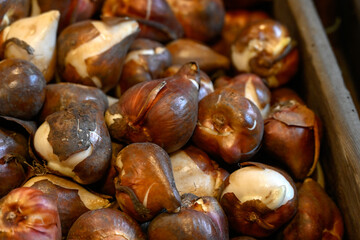Closeup of Tulip bulbs in a wooden box