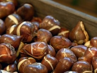Closeup of Tulip bulbs in a wooden box