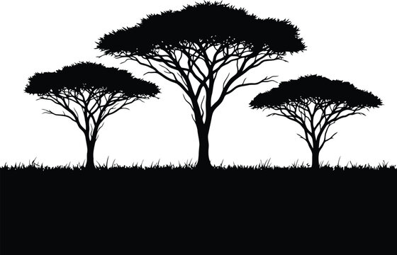 Vector art of silhouette of three acacia trees in the savanna with grass