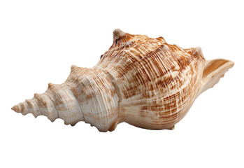 Obraz premium Seashell conch with brown stripes isolated on a transparent background