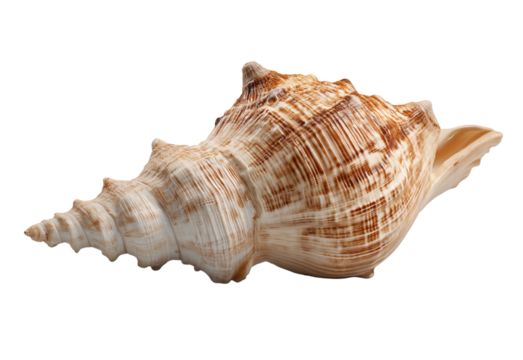 Seashell conch with brown stripes isolated on a transparent background