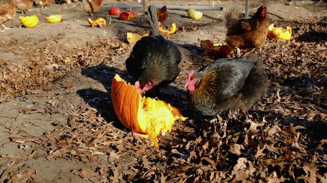 Slow motion close up of two chickens feeding on pumpkin remans or eating its seeds and pulp while hens and roosters freely strolling inside outdoor enclosure
