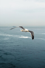 Seagull Soaring Over Ocean with Distant Ship